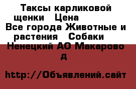 Таксы карликовой щенки › Цена ­ 20 000 - Все города Животные и растения » Собаки   . Ненецкий АО,Макарово д.